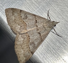 Hemeroplanis historialis