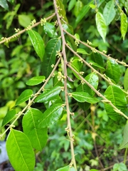 Casearia arborea