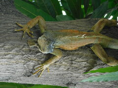 Iguana iguana