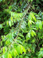Casearia arborea