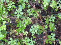 Vitis ficifolia