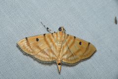 Notarcha tigrina
