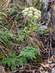 Cnidium cnidiifolium