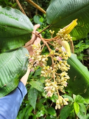 Miconia serrulata