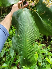 Miconia serrulata