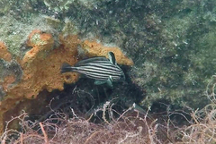 Pareques acuminatus