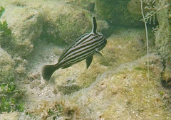 Pareques acuminatus