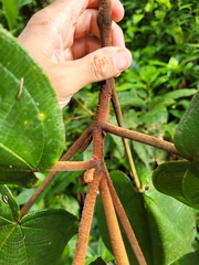 Miconia serrulata