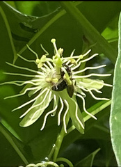 Passiflora lutea