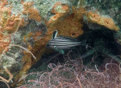 Pareques acuminatus