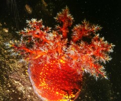 Pseudocolochirus violaceus