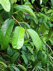 Chrysophyllum argenteum