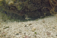 Pareques acuminatus
