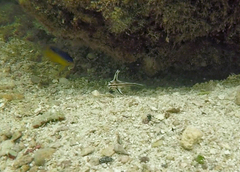 Pareques acuminatus