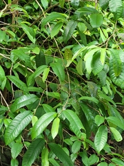 Chrysophyllum argenteum