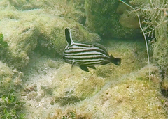 Pareques acuminatus