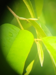 Chrysophyllum argenteum