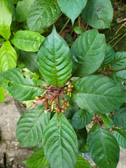 Hamelia axillaris