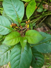 Hamelia axillaris