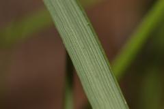 Brachypodium phoenicoides