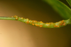 Synchytrium decipiens