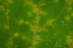 Synchytrium decipiens