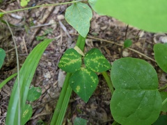 Synchytrium decipiens