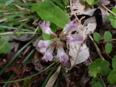 Astragalus nokoensis