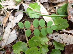 Astragalus nokoensis
