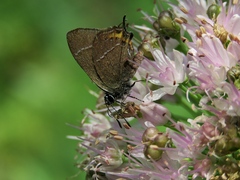 Satyrium prunoides