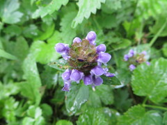 Prunella vulgaris