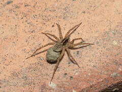Pardosa hortensis