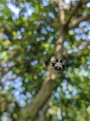 Gasteracantha kuhli