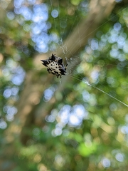 Gasteracantha kuhli