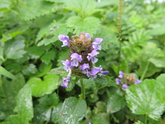 Prunella vulgaris