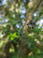 Gasteracantha kuhli