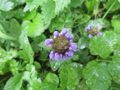 Prunella vulgaris