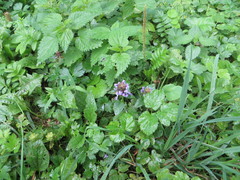 Prunella vulgaris