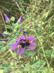 Bombus