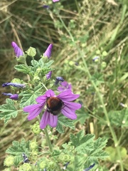 Bombus