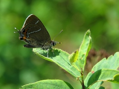 Satyrium prunoides