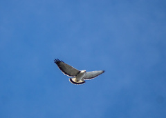 Geranoaetus polyosoma polyosoma