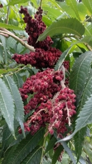 Rhus typhina