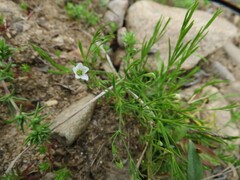 Psammophiliella muralis