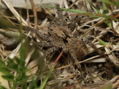 Pardosa hortensis