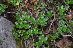 Sedum praealtum