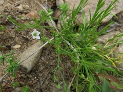 Psammophiliella muralis