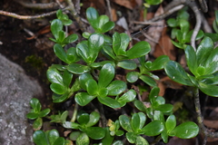 Sedum praealtum