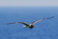 Ichthyaetus leucophthalmus