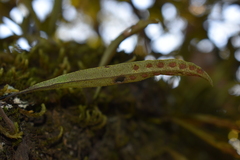 Pleopeltis polylepis